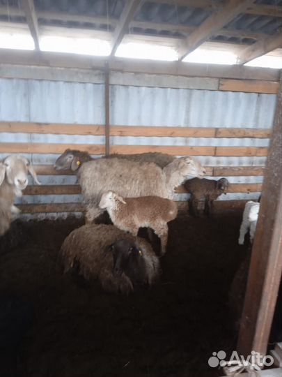 Курдючные бараны