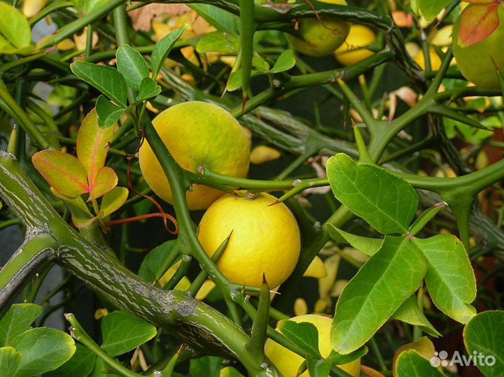 Понцирус (трифолиата)