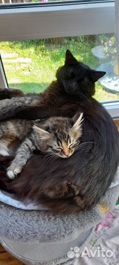 Кошка в дар