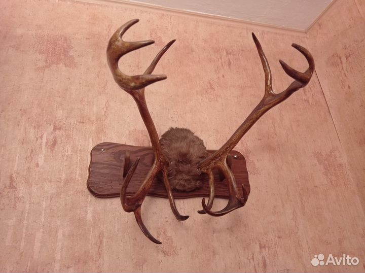 Рога на стену вешалка
