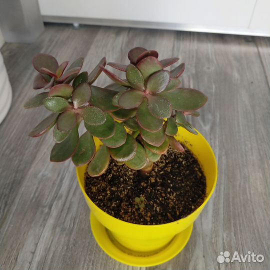 Толстянка крассула Карликовая и Овата вариегатная
