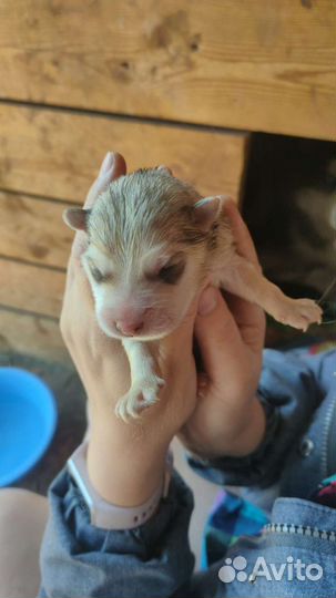 Щенки хаски