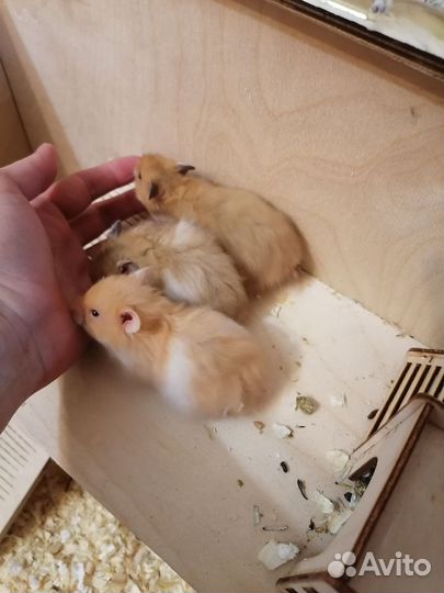 Хомяк сирийский ангорский