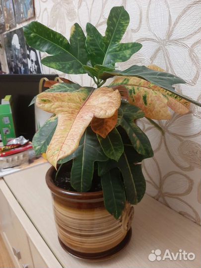 Кодиеум кротон