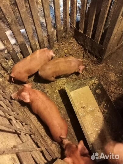 Поросята дюрок