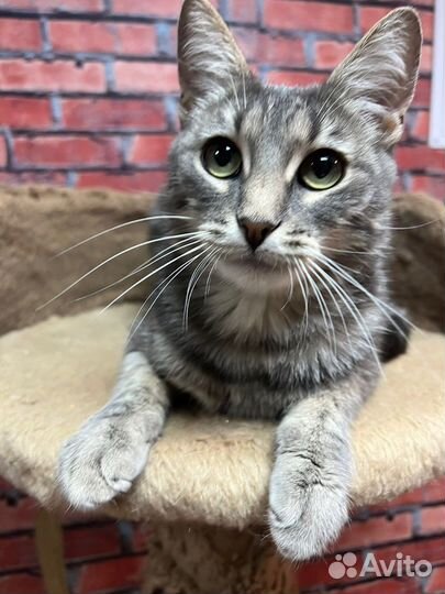 Кошечка с выразительными глазами Алиса 2 года