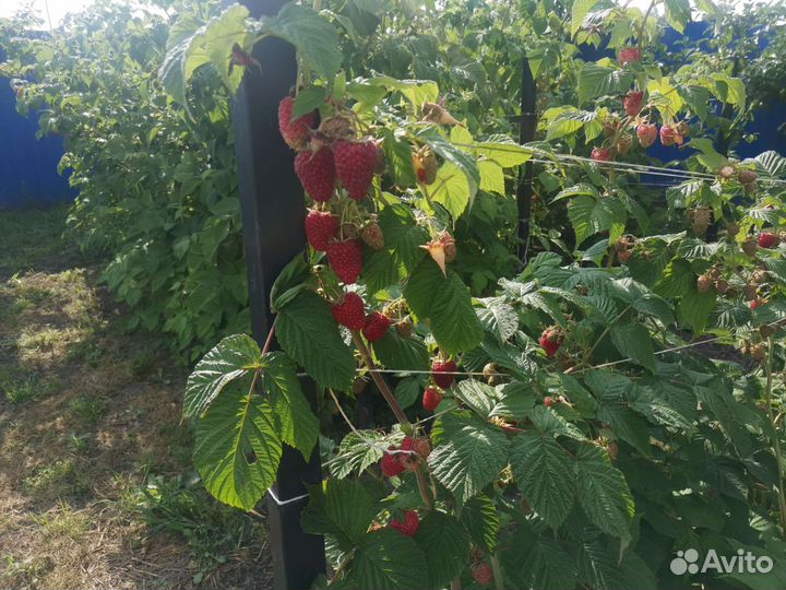 Саженцы ремонтантной малины сорт Атлант