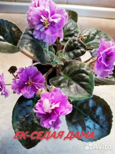 Детки сортовых фиалок