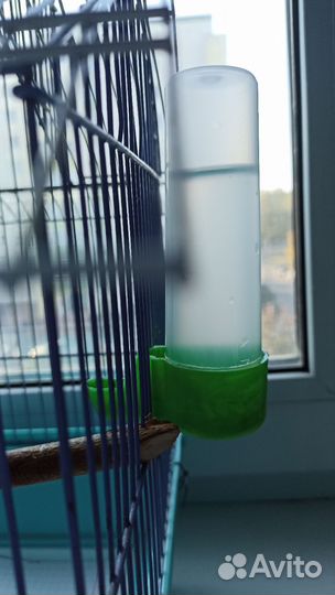 Неразлучник