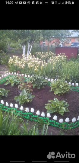 Хоста цветы