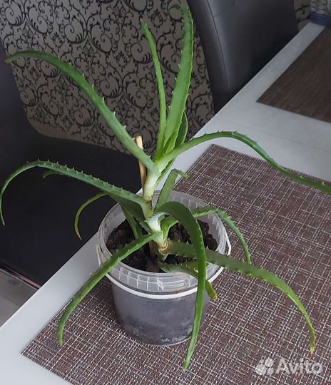 Алоэ лечебный