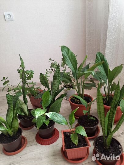 Комнатные растения цветы