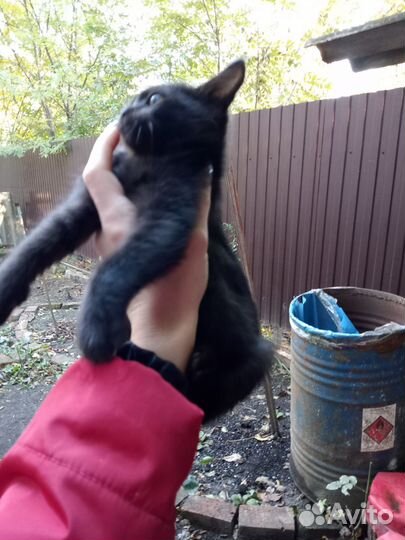 Сос спасите котят
