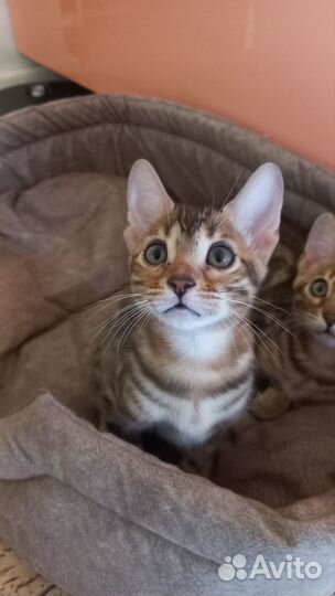 Бенгальская кошка