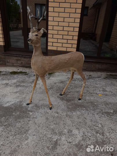 Чучело косули