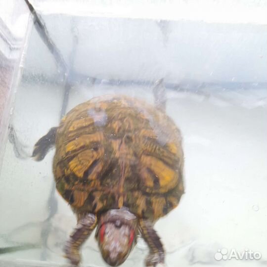 Красноухая черепаха с аквариумом