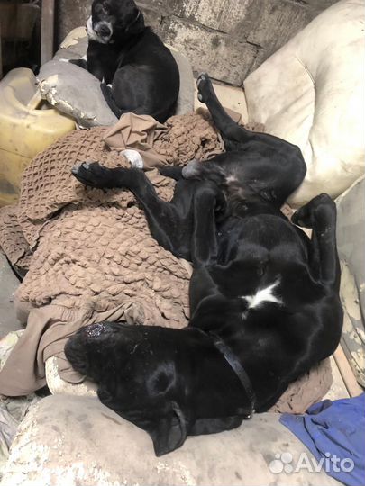 Щенки коне корсо