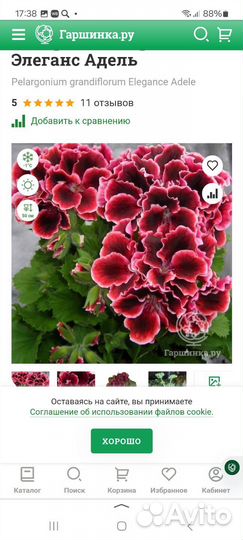 Пеларгонии сортовые