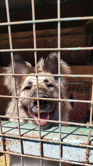 Бельгийская овчарка