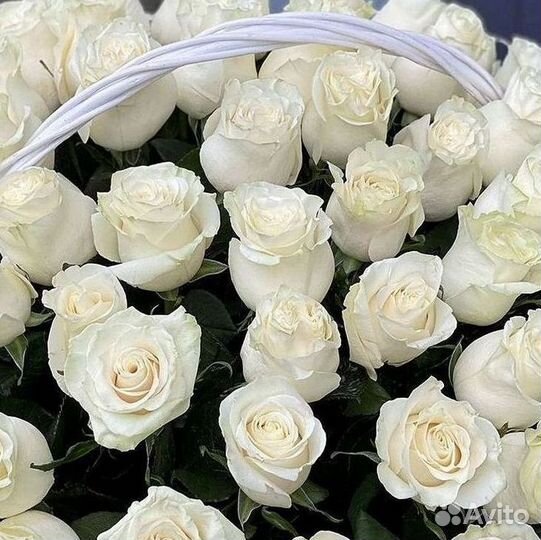 Розы Высокие 150см 160см 170см 180см 190см 2м