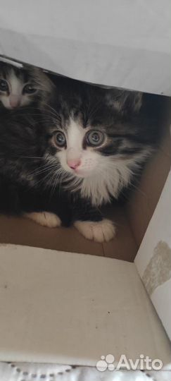 Котик в добрые руки бесплатно