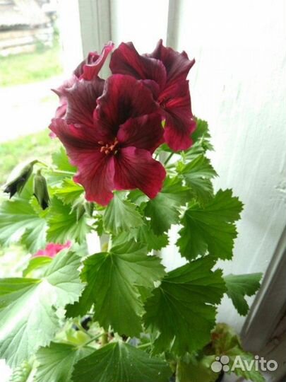 Пеларгонии