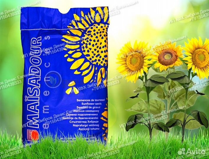 Гибриды семена подсолнечника мас 96 П (Майсадур)