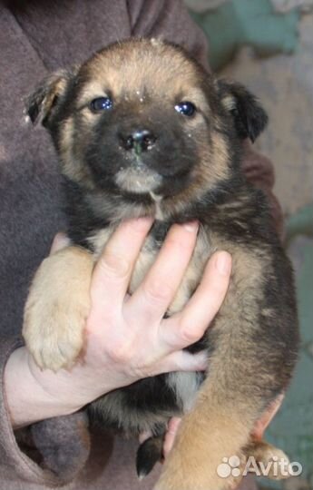 Щеночки девочки