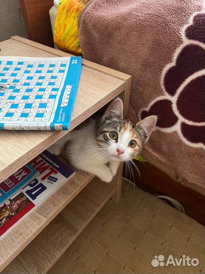 Котенок