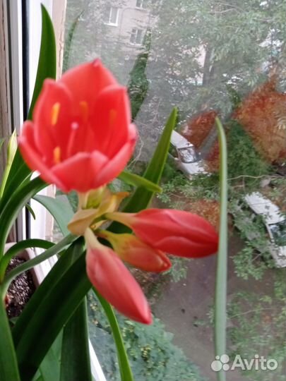 Цветок валотта