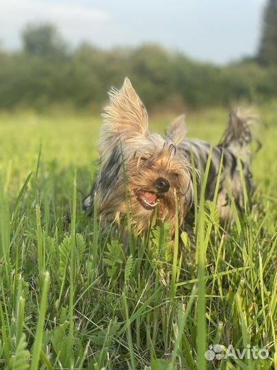 Передержка собак мелких пород