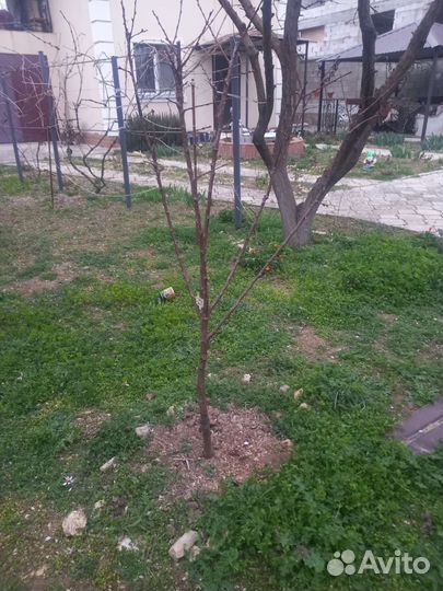 Саженцы абрикос