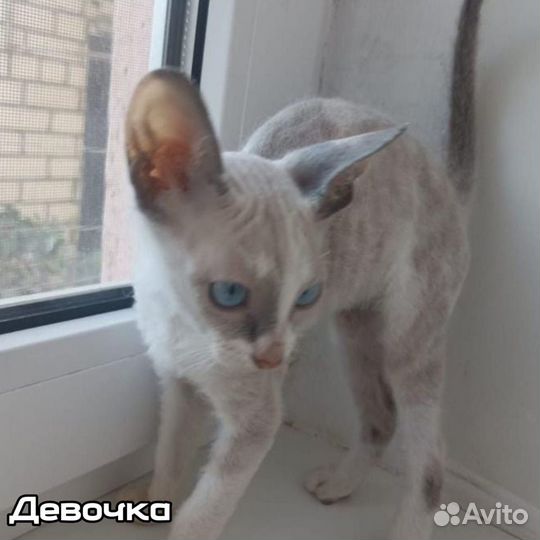 Котята донской сфинкс