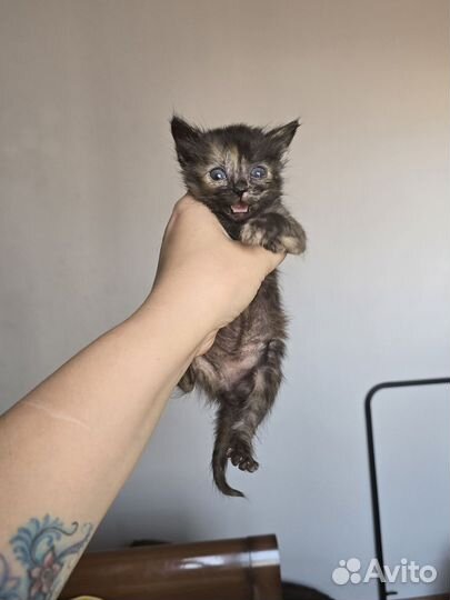 Котята в добрые руки бесплатно