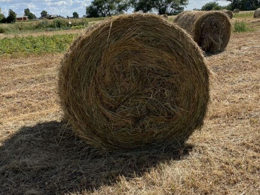 Сено, солома в рулонах