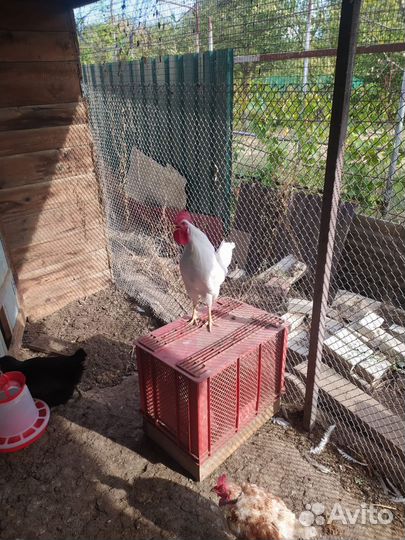 Петухи Легорн. Свои функции выполняют