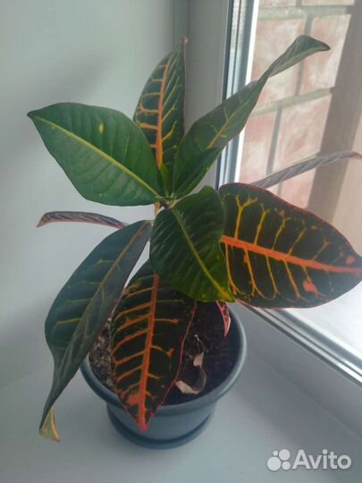 Комнатные цветы кротон