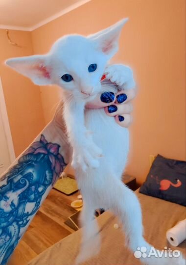 Ориентальный котенок