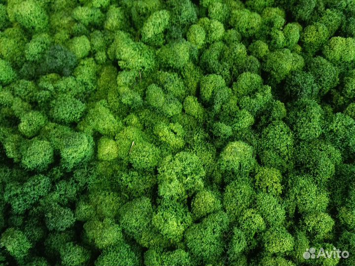 Мох стабилизированный оптом и в розницу
