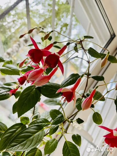 Фуксия, сорт Маринка