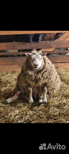 Баран тексель