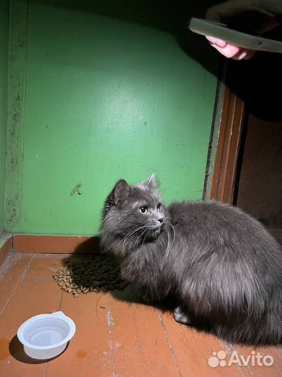 Котик бездомный
