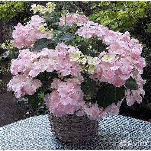 Гортензия крупнолистная черенки