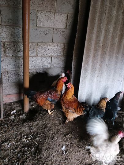 Петухи домашние