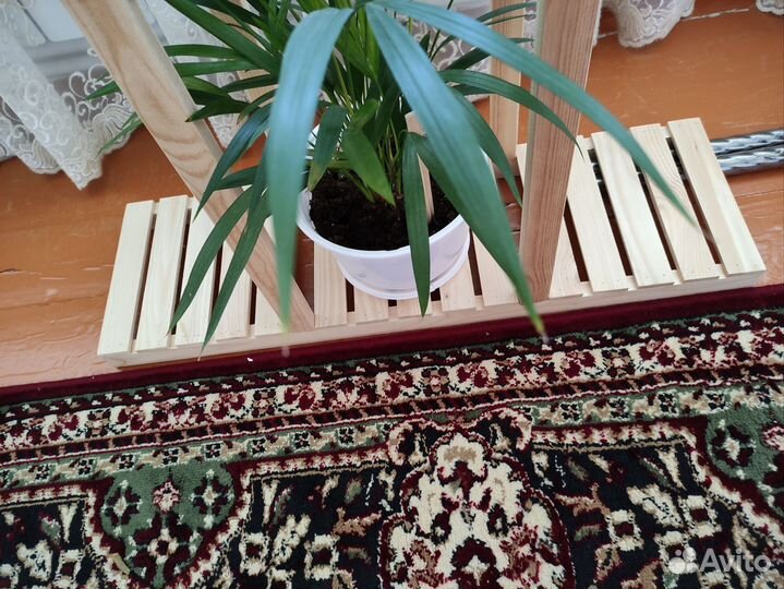 Пальма дипсис