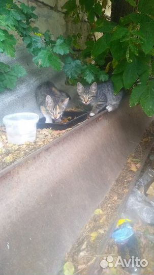Котенок в добрые руки