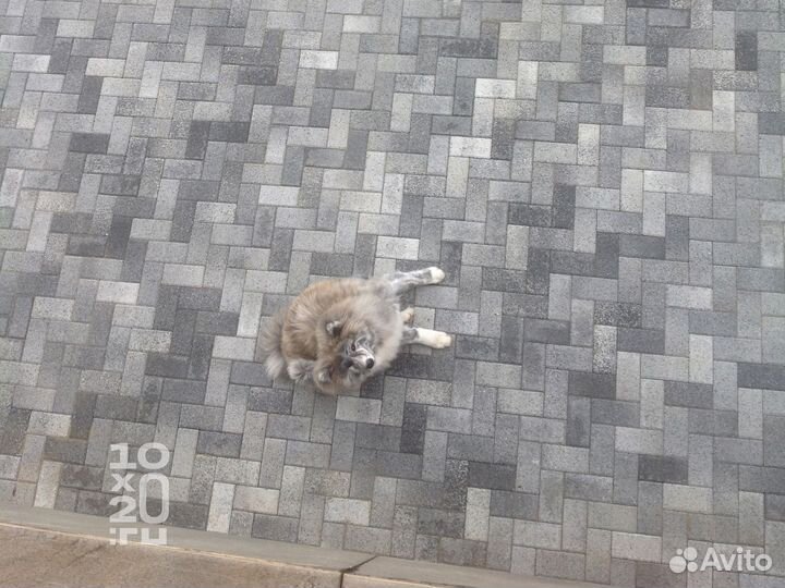 Тротуарная плитка, брусчатка, бордюры