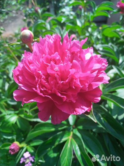 Многолетники садовые