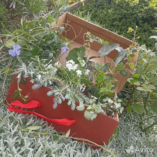 Почвопокровные растения набором