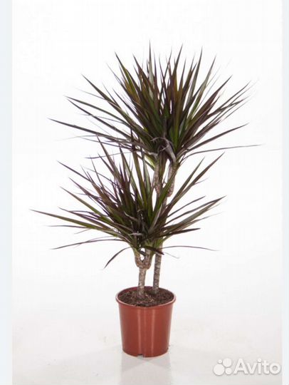 Драцена Маргината Маджента / Marginata Magenta